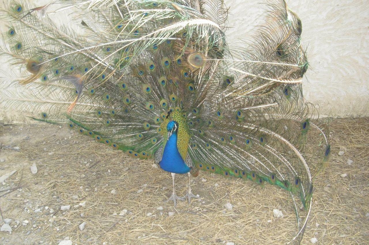 Lou Mas Li Pitchoun "Le Cortassien " Διαμέρισμα Gordes Εξωτερικό φωτογραφία